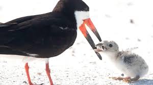 Denver Culls Canada Geese To Feed Needy Families Bbc News