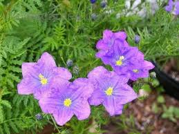 Image result for Nierembergia hippomanica