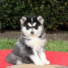 Welcome to greenfield puppies pomsky puppies for sale page. Pomsky Puppies For Sale Greenfield Puppies Pomsky Puppies Greenfield Puppies Pomsky Puppies For Sale