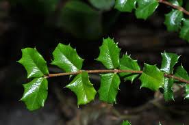 Image result for Malpighia coccigera