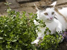 Auf die katze wirkt auch baldrianwurzel anziehend. Katzenminze Welche Wirkung Hat Sie Auf Katzen Berlin De