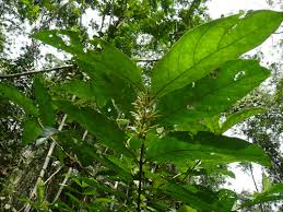 Image result for Bertiera angusiana