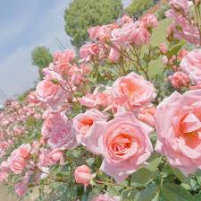 Pastelpink pastelaesthetic pastel_pink pastel pastel_aesthetic aesthetic pink pastelpinkaesthetic pastelcolors pink_aesthetic. Aesthetic Pastel Flowers Novocom Top