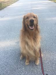 Burcu Adli Kullanicinin Bentley My Golden Retriever Panosundaki Pin Yaratici Fotografcilik Fotografcilik