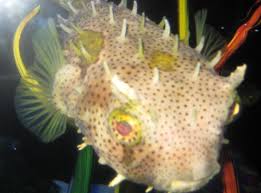 Puffer fish usually eat off of algae that grow on rocks and coral. What Is A Pufferfish Answered Twinkl Teaching Wiki