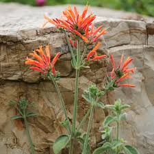 Image result for Dicliptera heterostegia