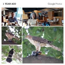 20180221 100330e Collage Oneyearago Tea At Sunwithmoon And A Myna Brunch At Parkwest Condo Singapore Goshawk Photo Bald Eagle Google Photos