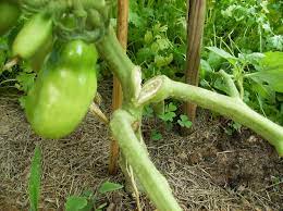 Too wet and the roots the top half of a plant broke off. The Rusted Garden Journal How To Repair Damaged Tomato Stems Split From A Storm