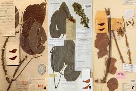 Image result for Macropsychanthus