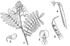 Image result for Tephrosia vogelii