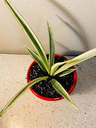 Image result for Sansevieria parva