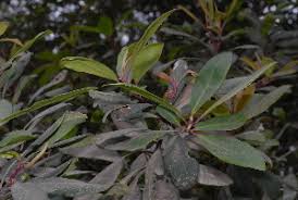 Image result for Rapanea melanophloeos