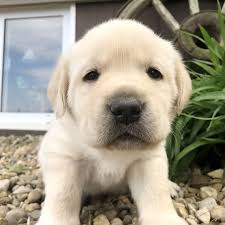 Please visit craigslist from a modern browser. Labrador Retriever Puppies Labrador Retriever For Adoption Labs Dogs