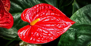 How to care for an anthurium plant: Anthurium Plant Care Watering Soil Humidity Propagation