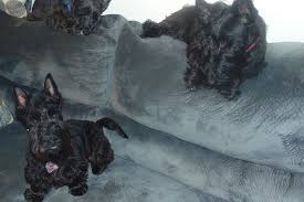 We carry a variety of different small breed puppies and specialize in helping people and families find the right fit based on their individual needs. Cheryl Deskins Has Scottish Terrier Puppies For Sale In Farmville Va On Akc Puppyfinder Scottie Puppies Scottish Terrier Scottish Terrier Puppy