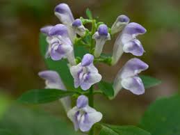 Image result for Scutellaria