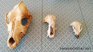 How To Clean Animal Bones For Display Empress Of Dirt