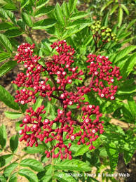 Image result for Leea