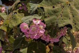 Image result for Malvaceae: Byttnerioideae, Helicteroideae