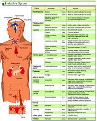 Endocrine System Function And Structure 78 Images About Nursing Endocrine On Pinterest Addison S Nurse Endocrine System Clinical Chemistry