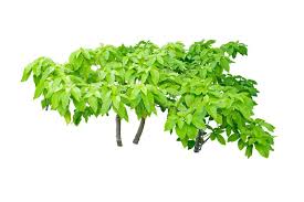 Image result for Pisonia