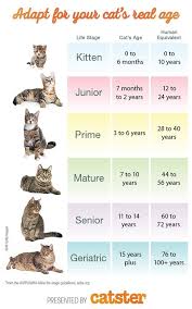 How To Calculate Your Cats Age Cat Ages Cat Years Cat