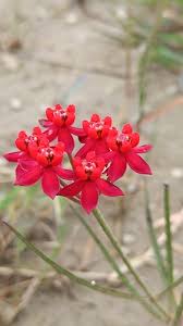 Image result for Stathmostelma pauciflorum