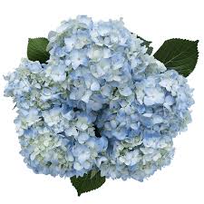 It is one of several varieties in the endless summer hydrangeas range. 40 Blue Hydrangea Flowers Beautiful Fresh Cut Flowers Express Delivery Walmart Com Walmart Com