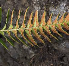 Image result for Dryopteridaceae