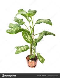 Image result for dieffenbachia flower