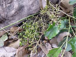 Image result for Tiliacora funifera