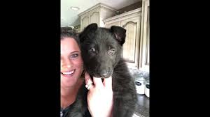 If you do not have experience working with dogs, enroll in obedience classes and. German Shepherd Puppies Missouri Rustic Mountain Puppies Missouri