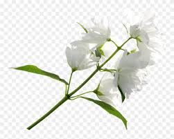 Maybe you would like to learn more about one of these? Free Png Download White Flower Png Images Background White Flowers Transparent Background Clipart 5700915 Pinclipart