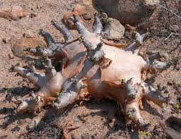 Image result for Cyphostemma saxicola