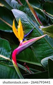 Image result for Strelitziaceae