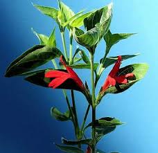 Image result for Justicia capensis