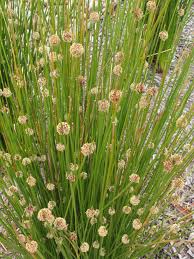 Image result for Ficinia