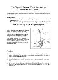 I changed the location of the small intestine duodenum and the small intestine illeum. Digestive System Gizmo Pdf