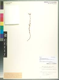 Image result for Thesium bangweolense