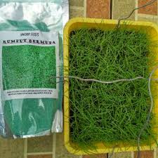 Jenis rumput ini sangat mudah hidup, terlebih di daerah yang kering sesuai dengan asal dari rumput ini yaitu afrika. Biji Rumput Bermuda Biji Rumput Murah Benih Rumput Jual Benih Rumput Indograss