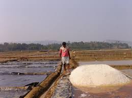 Brine shrimp deserves to be considered by the tropical fish industry as the single most important food item in the whole world. Artemia The Magic Powder Fueling A Multi Billion Dollar Industry Global Aquaculture Advocate