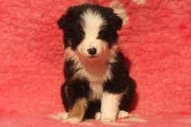Freyasway Border Collie Puppies For Sale In The Reading Area By Alison