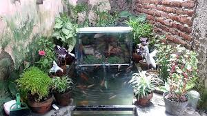 Contoh Galeri Dan Foto Kolam Koi Minimalis Sederhana Depan Rumah