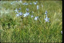 National herbarium of new south wales view record. Campanulaceae Small Medium Hypsela Tridens Close Up Flowers Leaves Best Of Name Small Medium Isotoma Anethifolia Close Up Flowers Best Of Name Small Medium Isotoma Anethifolia Close Up Flowers Leaves Whole Plant Small