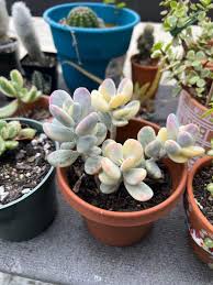 Image result for Cotyledon orbiculata
