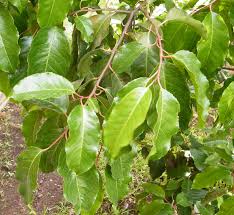 Image result for Prunus africana