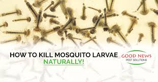 One stop shopping for all your pest control and lawn care needs. How To Kill Mosquito Larvae Naturally Good News Pest Solutions Green Pest Control In Sarasota