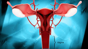 Schmerzender stiel/blase an innerer schamlippe. Schleimhautschwund Pilz Herpes Die 13 Grossten Gefahren Fur Die Vagina Bildplus Inhalt Gesundheit Bild De