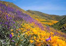 Lake elsinore city hall announced sunday that no additional shuttles or visitors will be allowed into walker canyon. Desert Wildflower Reports For Southern California By Desertusa