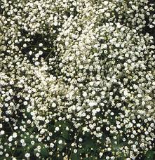 Baby S Breath Perennials Plants Babys Breath
